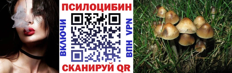 закладка  Вяземский  Псилоцибиновые грибы Psilocybe 